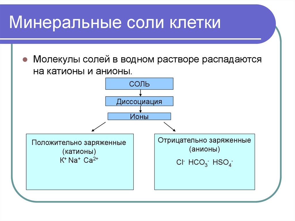 Обмен минеральных солей схема биология 8 класс