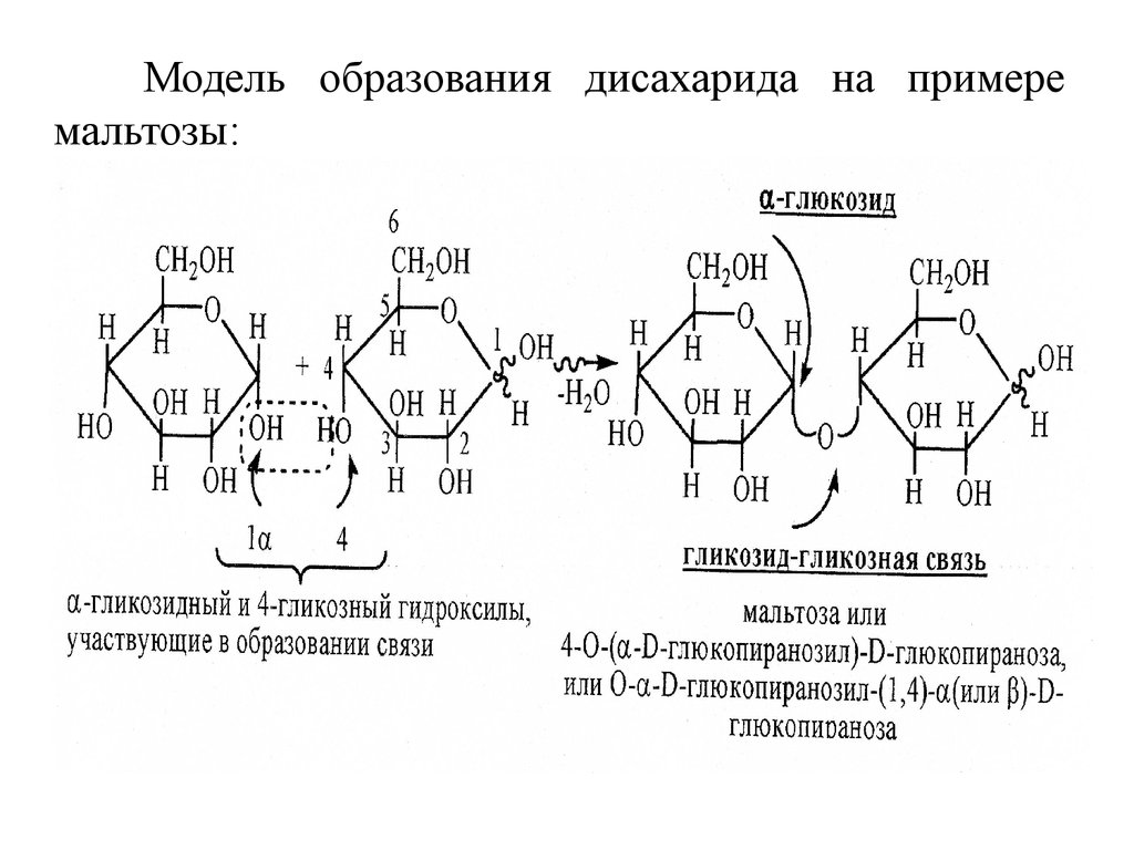 Схема образования лактозы