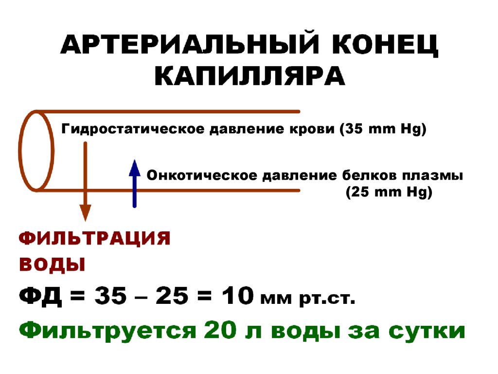 Давление в капиллярах. Гидростатическое давление крови. Гидростатическое и онкотическое давление. Гидростатическое давление и онкотическое давление. Гидростатическое давление на артериальном конце капилляра.