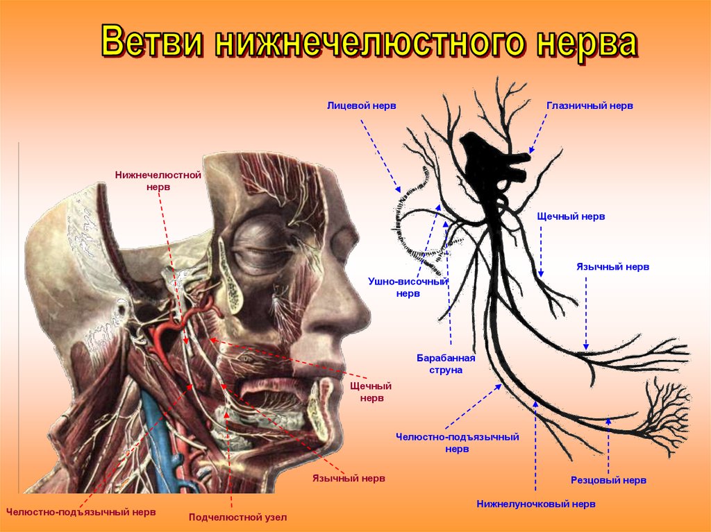 Ветки тройничного нерва