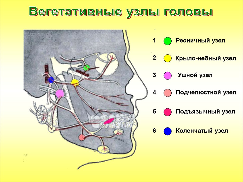 Иннервация лица схема