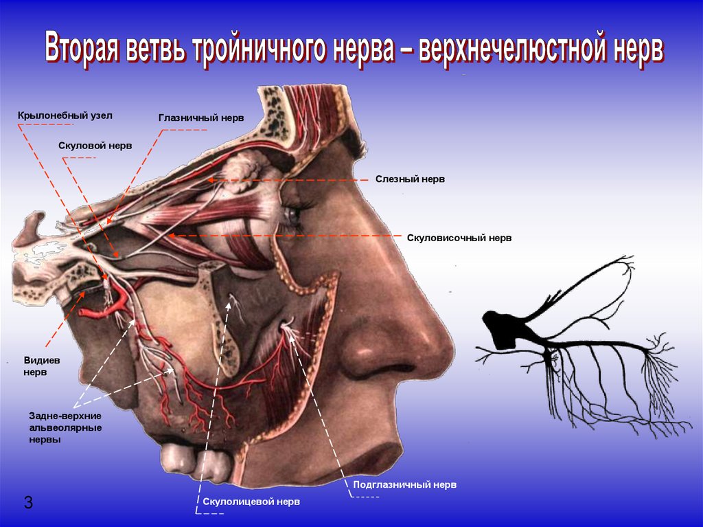 Нервы лицевой области. Глазничная ветвь тройничного нерва. Тройничного нерва ветви челюсти. Крылонебный узел нерв. Крылонебный узел тройничного нерва.