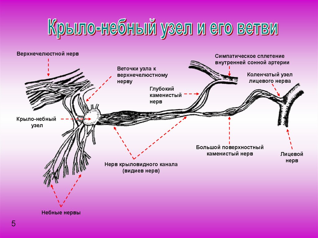Волокна лицевого нерва. Крылонебный ганглий анатомия. Большой Каменистый нерв анатомия. Большой Каменистый нерв иннервация. Нерв крылонебного узла.