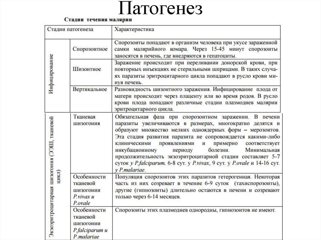 Патогенез малярии схема