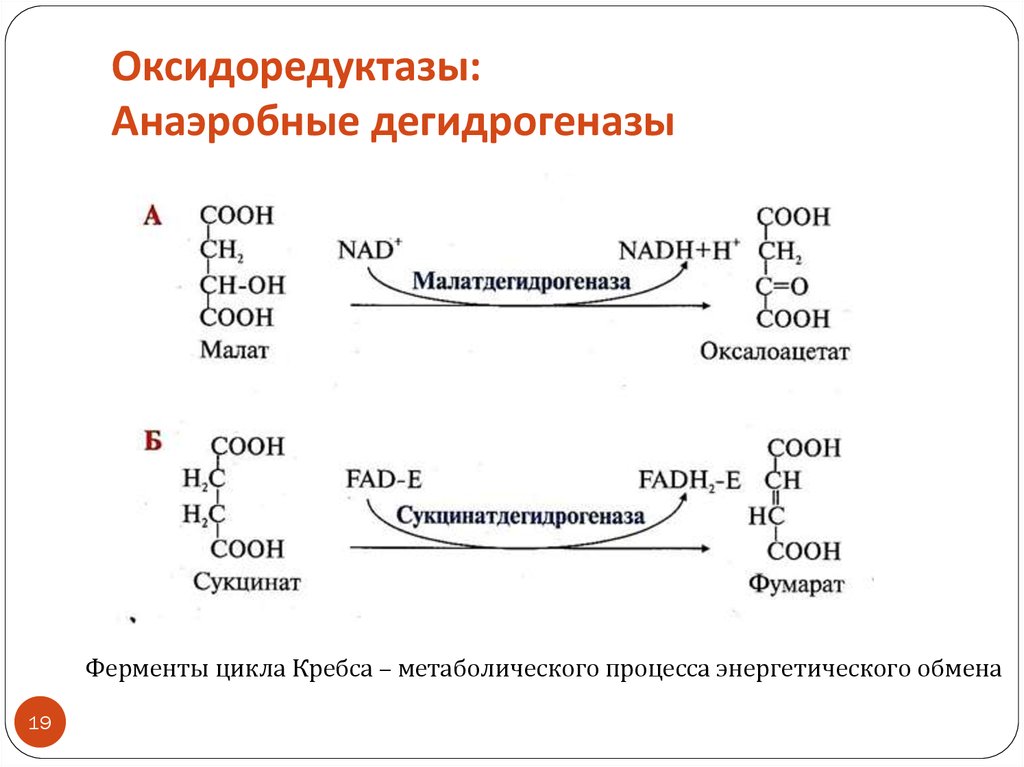 Особенности реакций ферментов. Аэробные дегидрогеназы реакции. 2 Реакции, катализируемые ферментами класса оксидоредуктаз. Оксидоредуктазы (анаэробные дегидрогеназы. Дегидрогеназы реакции.