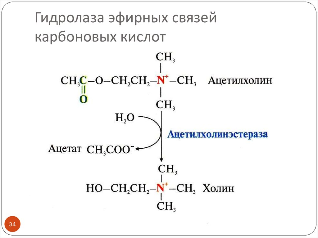 Фермент класса гидролаз. Схема реакции гидролазы. Ферменты класса гидролаз примеры реакций. Гидролазы ферменты. Гидролазы примеры реакций.