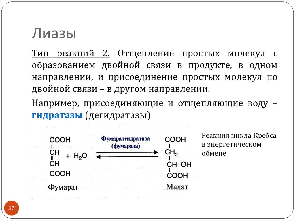 Лиазы ферменты. ЛИАЗЫ ферменты биохимия. ЛИАЗЫ Тип катализируемой реакции. ЛИАЗЫ биохимия подклассы. ЛИАЗЫ примеры реакций.