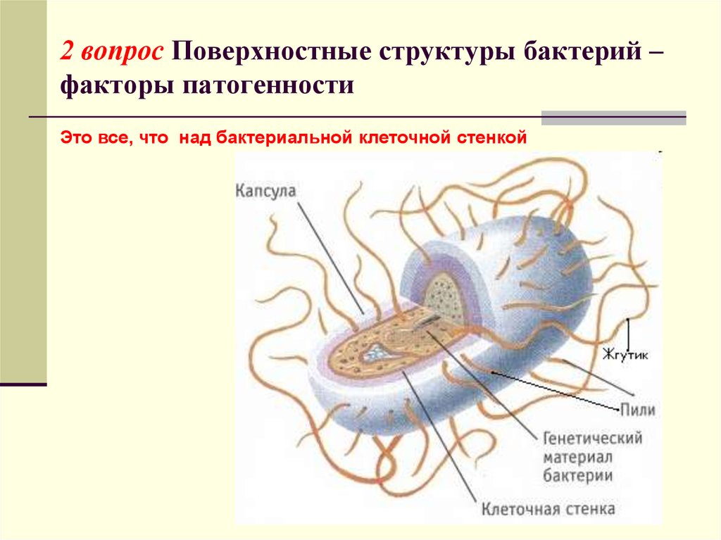 Поверхностный вопрос. Патогенные бактерии строение. Поверхностные структуры бактериальной клетки. Структура бактериальной клетки. Структура бактериальной клетки микробиология.