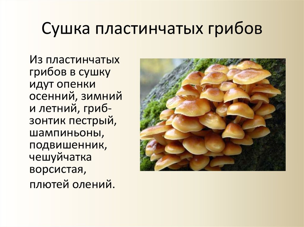 Сушка пластинчатых грибов