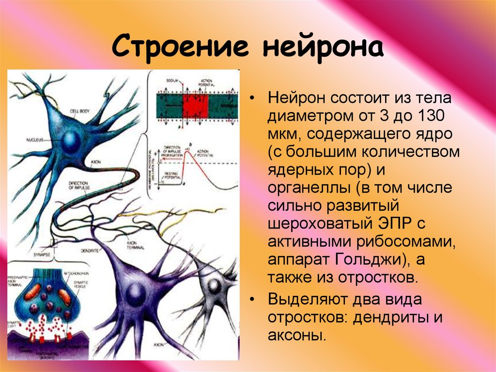 Осуществляет связь между нейронами какой нейрон. Строение ядра нейрона. Название и функции структурных частей нейрона. Нейрон строение и функции. Нервная система строение нейрона.