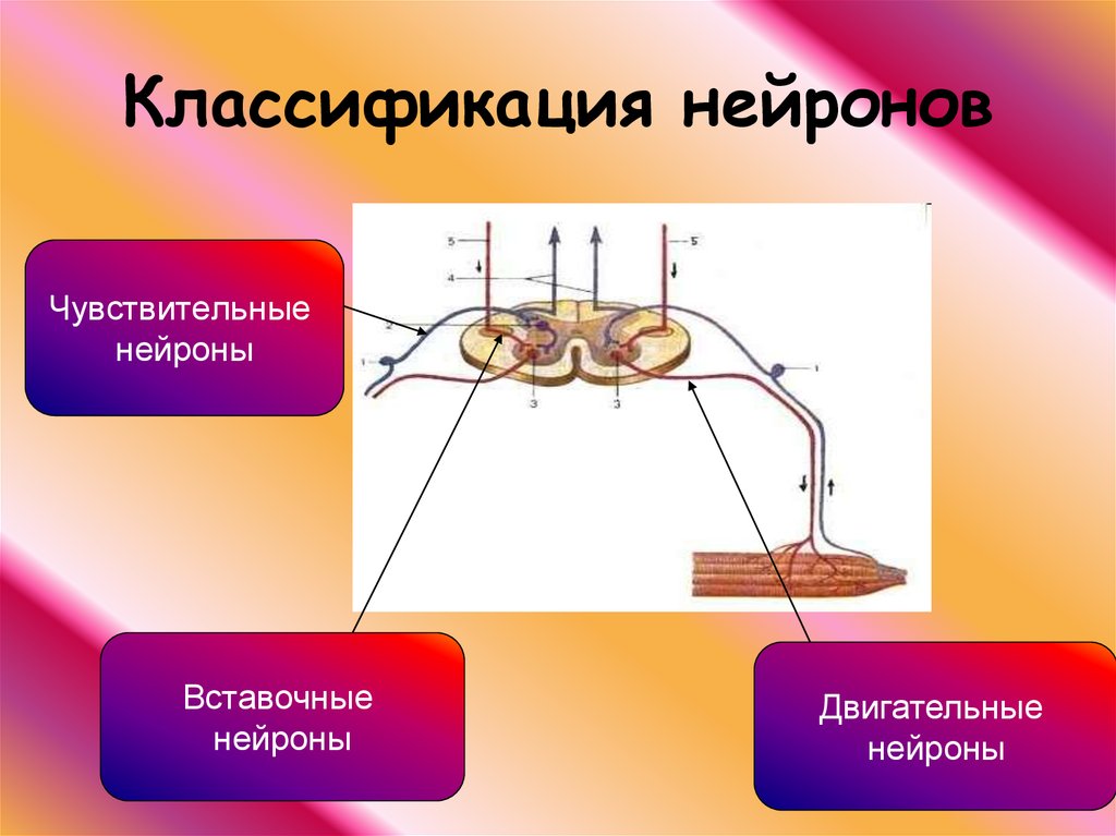 Вставочный нейрон рисунок