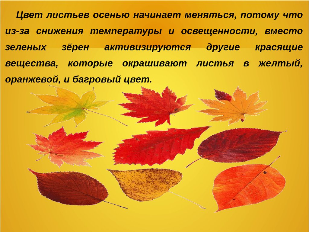 От чего изменяется окраска листьев. Проект осенние листья. Изменение окраски листьев осенью. Почему листья меняют цвет осенью. Осенняя окраска листьев.