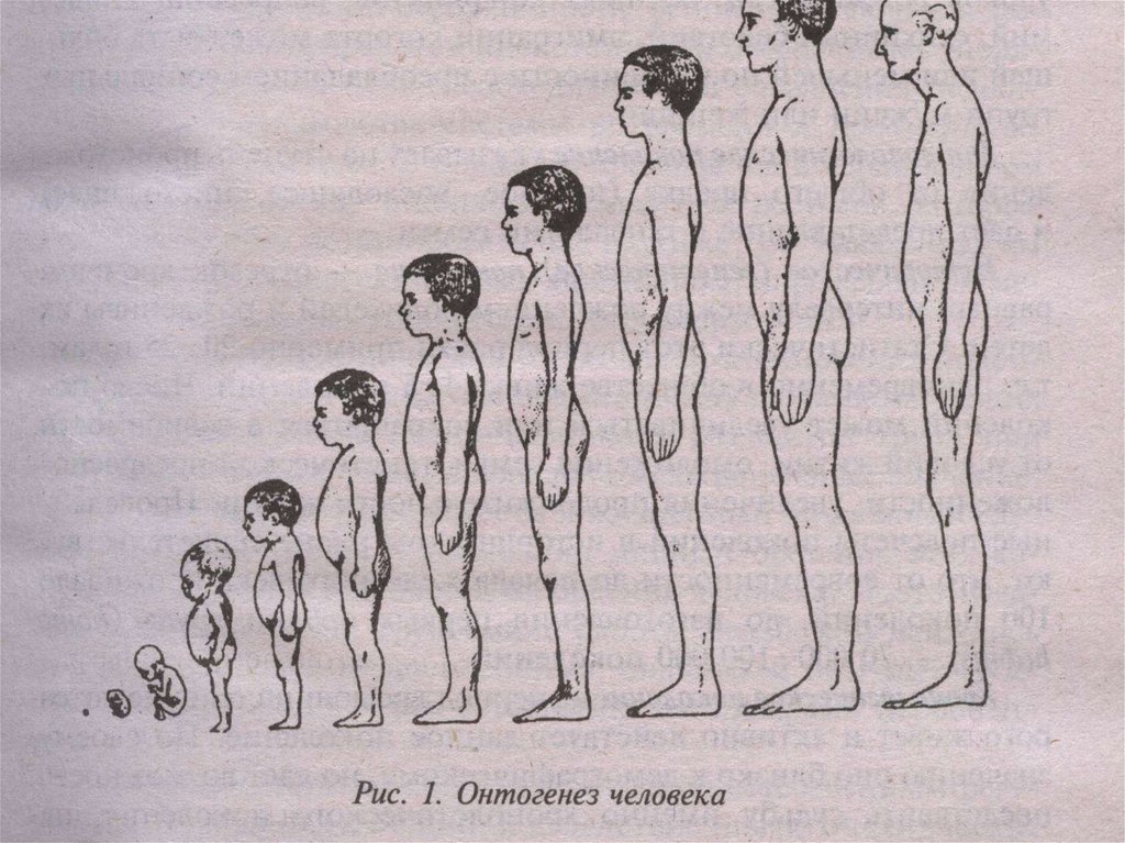 Онтогенез человека презентация