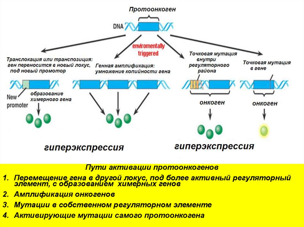 Papillomavírus onkogén. A humán papillómavírus és a rák - Mutáció.hu