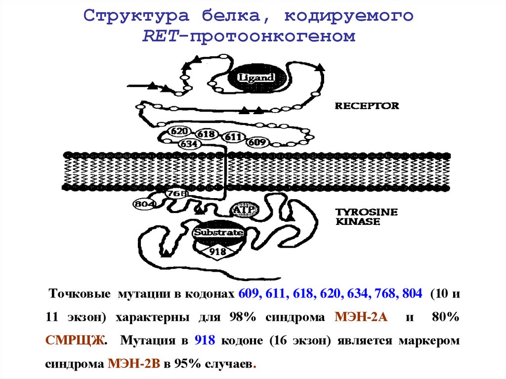 Кодировка белка. Ген Ret. Мутацией протоонкогена Ret. Ген Ret кодирует белок. Активирующие мутации в протоонкогене Ret.