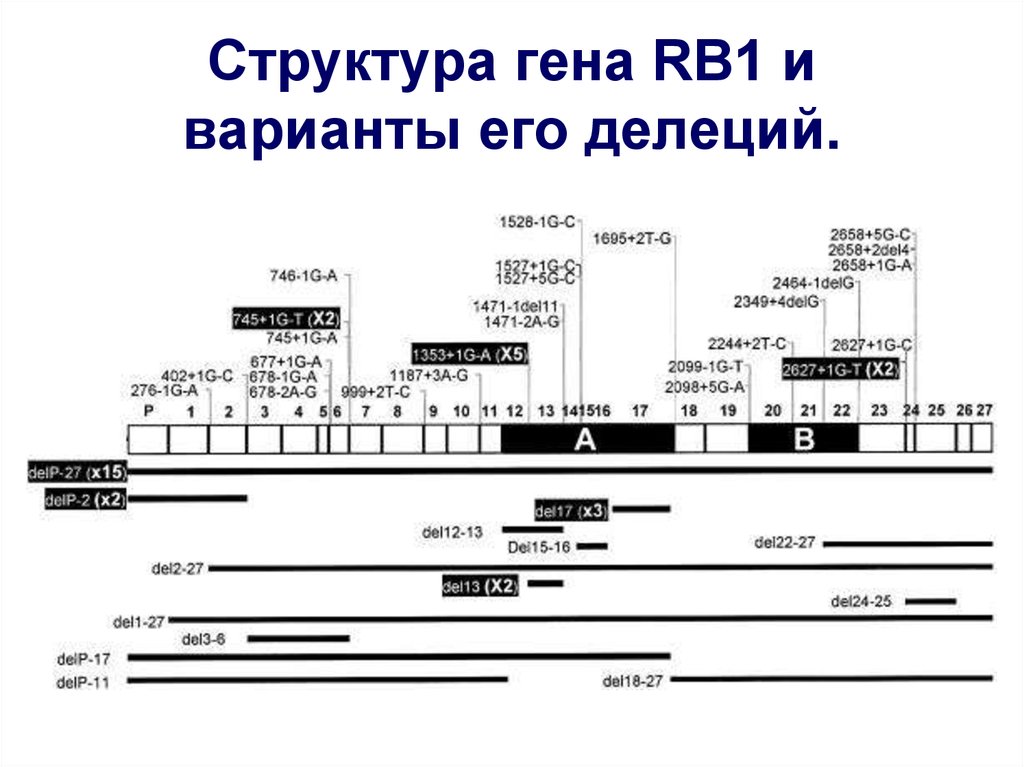Ген структура гена. Структура Гена человека. Гены супрессоры rb1. Ген rb1 это. Супрессор структурного Гена HYAS.