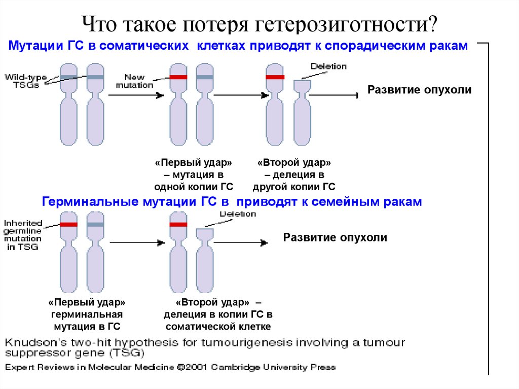 Гомозиготные хромосомы. Потеря гетерозиготности. Обнаружена гетерозиготная мутация что это. Мутантные гены в гетерозиготном состоянии. Герминальные и соматические мутации.