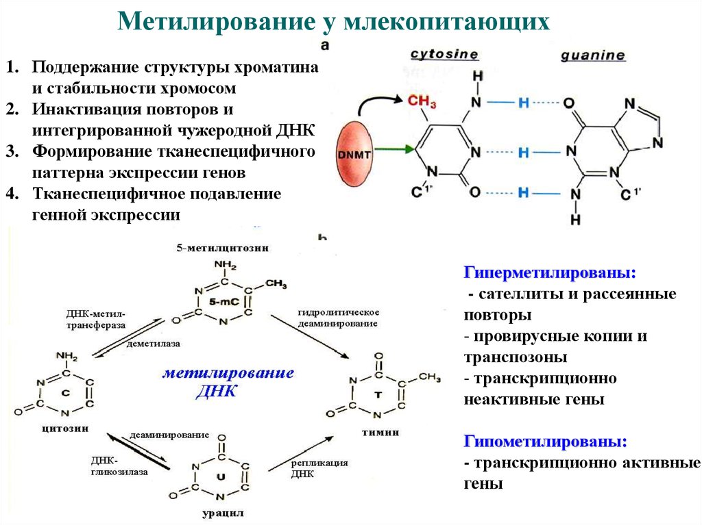 Цикл метилирования схема