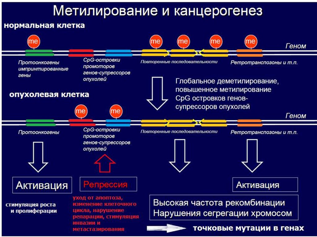 Цикл метилирования схема