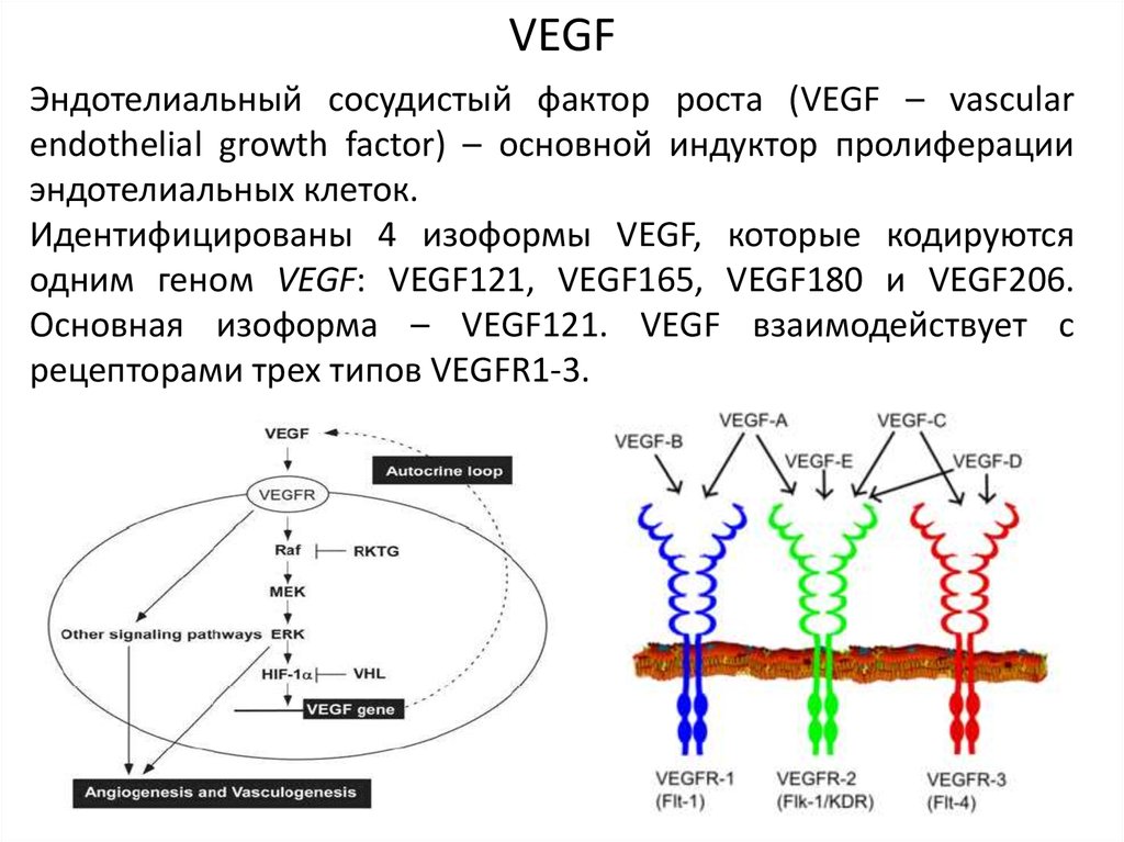 Фактор роста 3 5. Фактор роста сосудистого эндотелия. Фактор роста сосудов VEGF. • VEGF (фактор роста сосудистого эндотелия. Фактор роста рецепторы эндотелиальный.