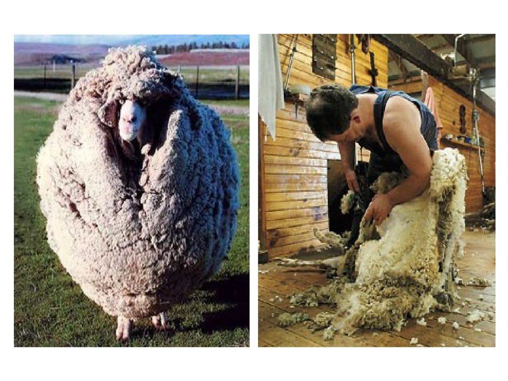 Возникновение шерсти. Шерсть натуральное волокно животного происхождения. Предметы изготовленные из шерсти овец. Шерстяные ткани из овец. Шерсть овцы ткань.