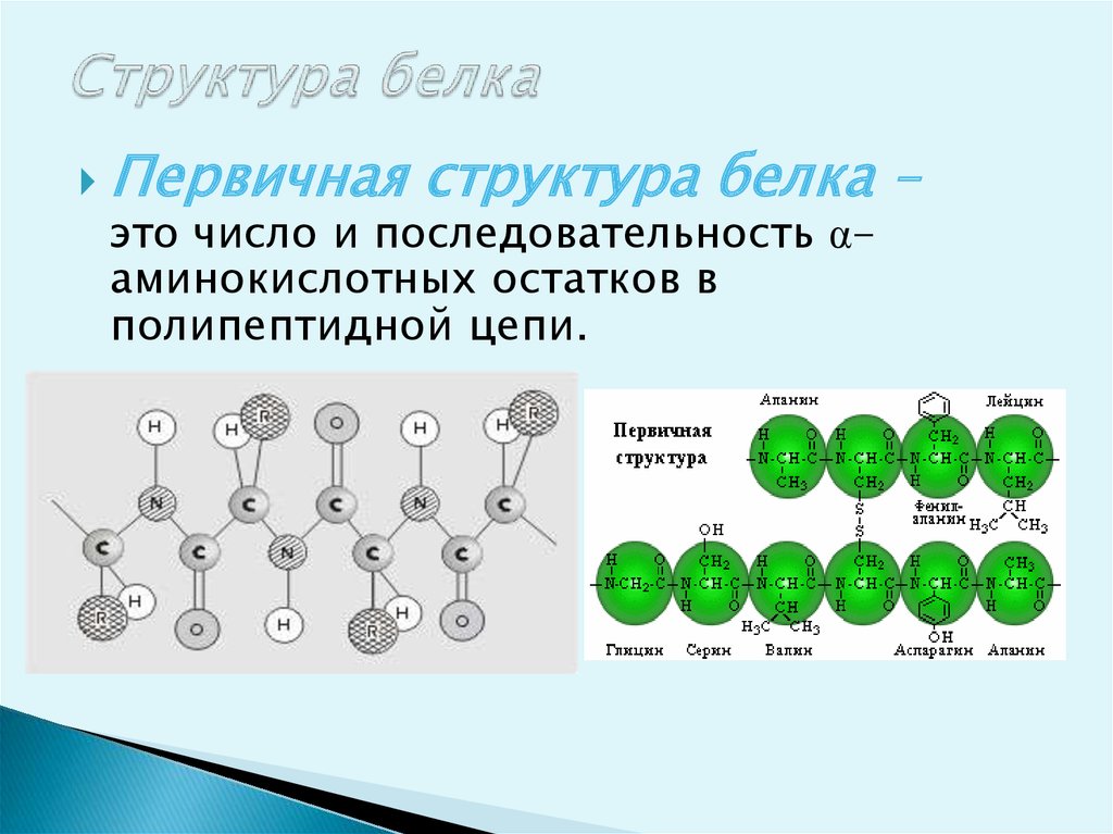 Белок определенной последовательности. Первичная структура белка формула. Какое строение имеет первичная структура белка полипептидная цепь. Первичная структура белка. Первичная структура белка определяется.