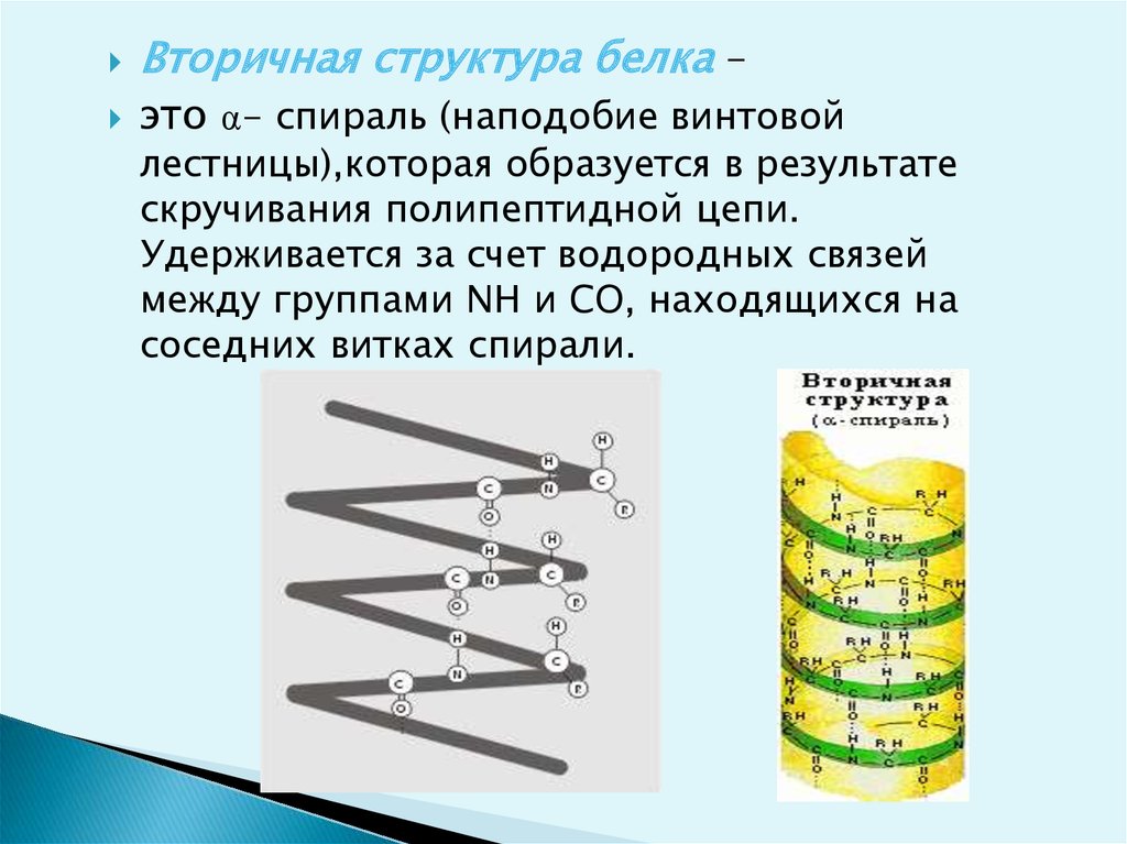 Установите соответствие между характеристикой структуры белка. Вторичная структура белка. Предсказание вторичной структуры белка. Ломаная спираль вторичная структура. Метод определения вторичной структуры белка.