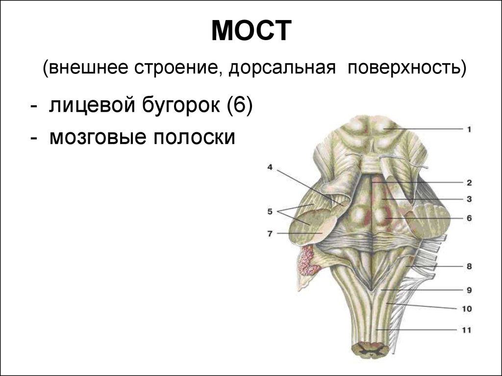 Поверхности заднего мозга. Варолиев мост дорсальная поверхность. Варолиев мост внешнее и внутреннее строение. Продолговатый мозг анатомия строение. Варолиев мост строение.