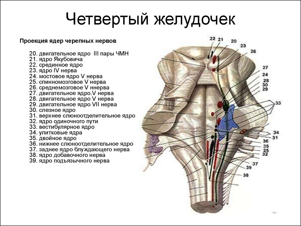 Ядра черепных нервов продолговатого мозга. Ядра черепных:нервов 4 желудочек. 4 Желудочек головного мозга ромбовидная ямка. IV желудочек мозга анатомия. Задний мозг. IV желудочек. Ромбовидная ямка.