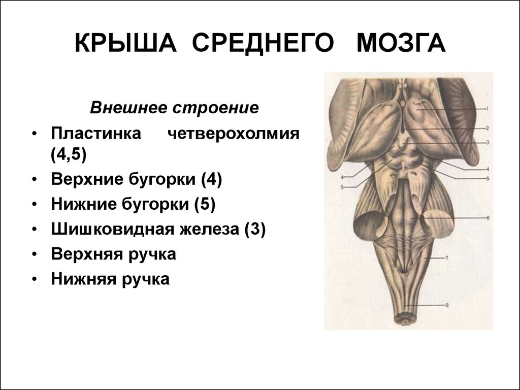 Ножки мозга отдел. Средний мозг анатомия внешнее строение. Крыша среднего мозга (пластинка четверохолмия). Ствол головного мозга четверохолмия. Верхние Бугры крыши среднего мозга.