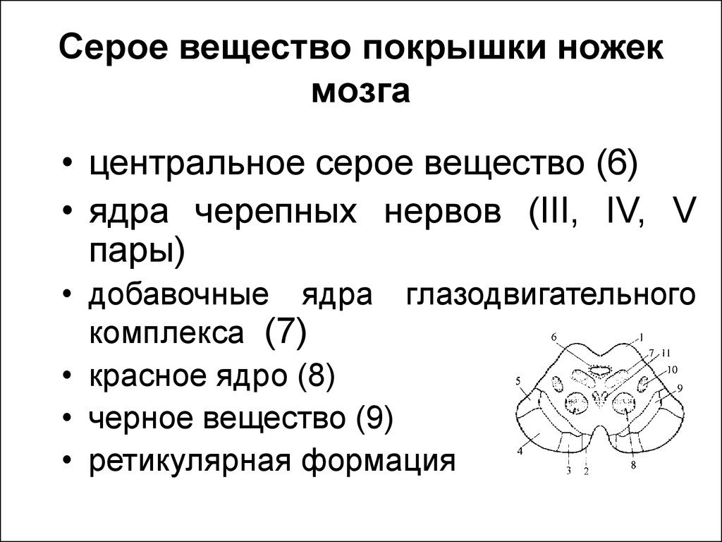 Поверхность образована серым веществом. Центральное серое вещество.