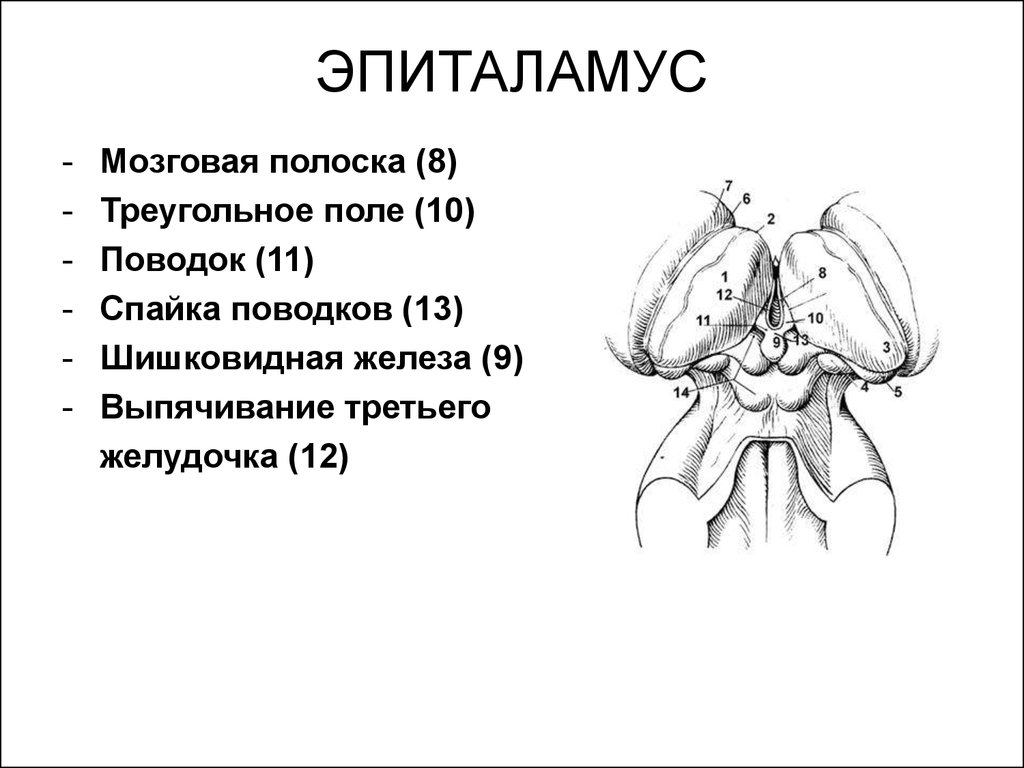 Характеристика слова спайка. Промежуточный мозг эпиталамус функции. Ядра поводков эпиталамуса. Метаталамус анатомия строение. Эпиталамус функция головного мозга.