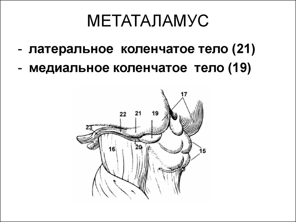 Спайка поводков. Метаталамус коленчатые тела. Коленчатые тела промежуточного мозга. Медиальные коленчатые тела промежуточного мозга. Эпиталамус строение анатомия.