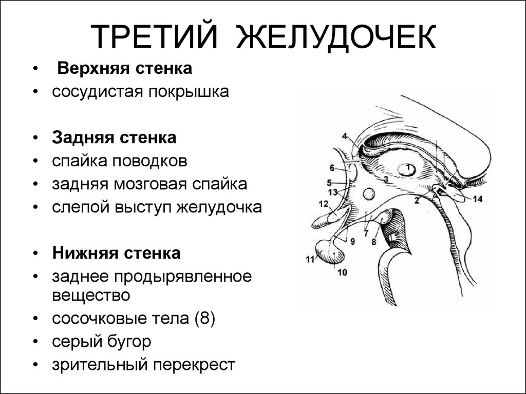 3 желудочек. Задняя стенка 3 желудочка мозга. Структура III желудочка мозга. Третий желудочек анатомия строение. Стенки 3 желудочка мозга образованы.