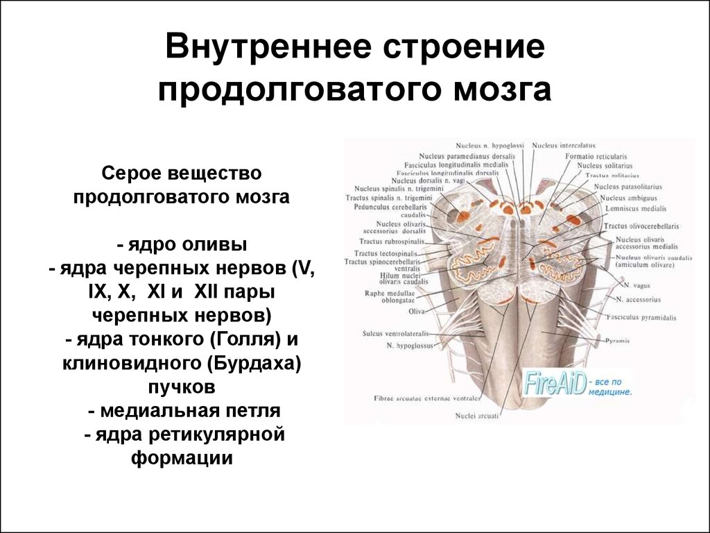 Черепные нервы моста. Внутренняя структура продолговатого мозга. Продолговатый мозг строение и функции. Продолговатый мозг анатомия серое вещество. Внутреннее строение продолговатого мозга.