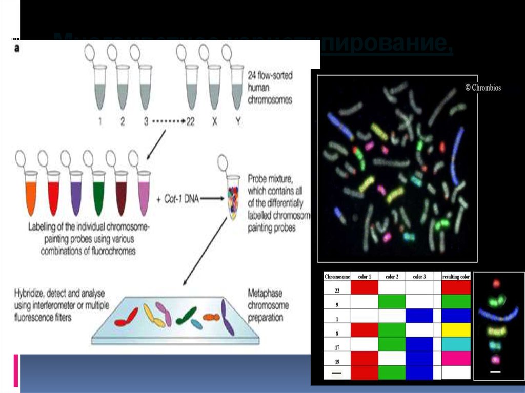 Fish method. Метод Fish генетика. Fish метод диагностики генетика. Метод Fish генетика зонд. Спектральное кариотипирование.
