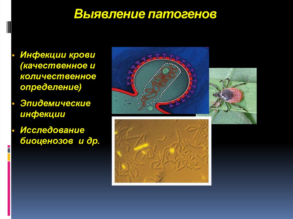 Молекулярно генетическая экспертиза презентация