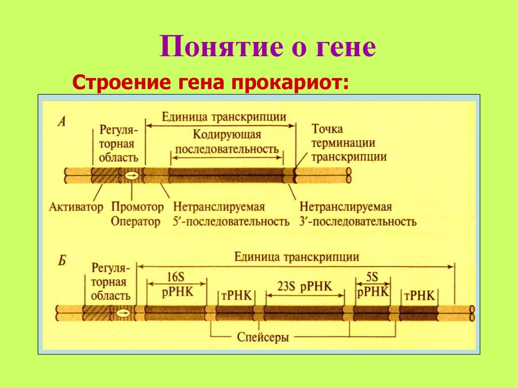 Геном прокариот и эукариот. Структура Гена эукариот схема. Структура прокариотического Гена. Строение Гена прокариот. Схема строения Гена прокариот.