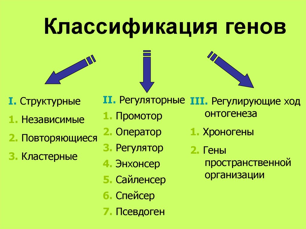 Функционирующий ген