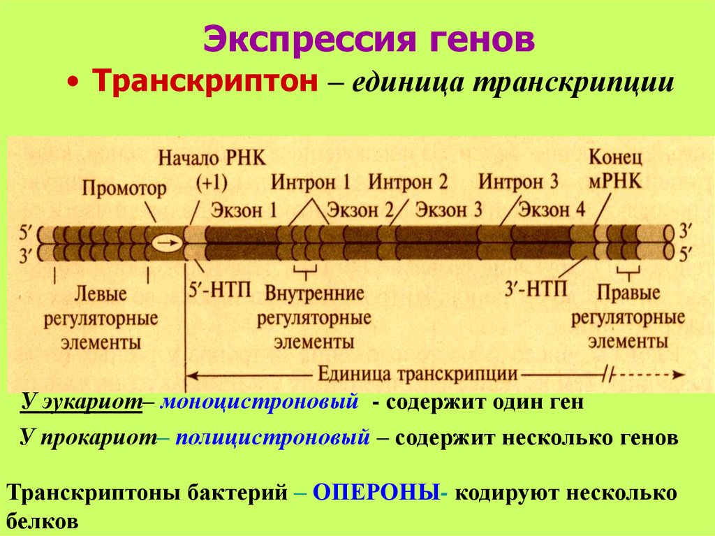 Что такое экспрессия генов