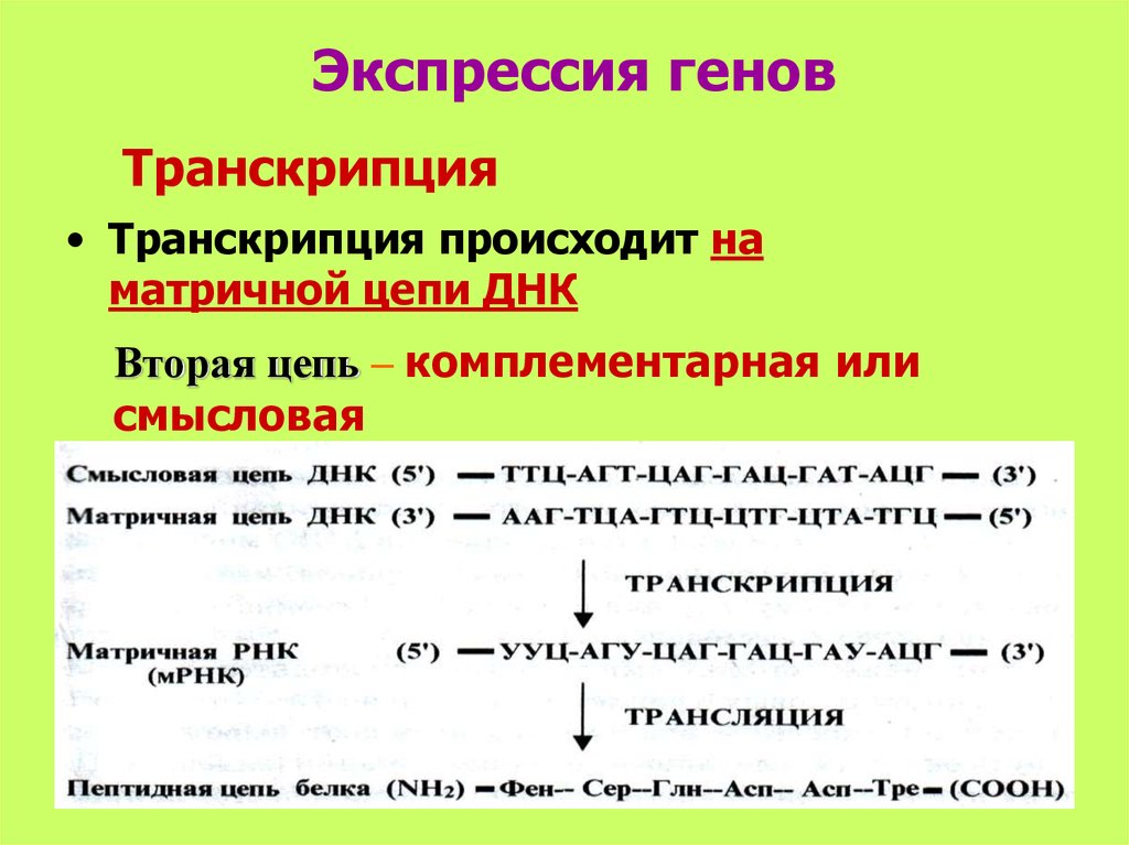 Смысловая последовательность днк. Экспрессия генов транскрипция. Смысловая транскрибируемая матричная. Экспрессия Гена транскрипция. Матричная ДНК И смысловая.