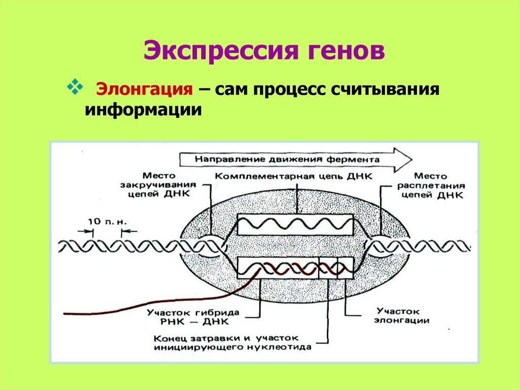 Что такое экспрессия генов