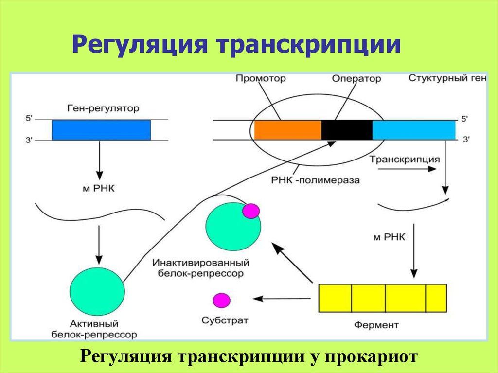 Регуляция биосинтеза белков у прокариот. Процесс регуляции транскрипции у эукариот. Схема регуляции транскрипции у прокариот. Суть процесса регуляции транскрипции схема. Механизм регуляции синтеза белка у прокариот схема.