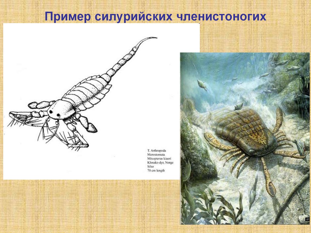 Наиболее известные древние членистоногие. Силурийский период Членистоногие. Силурийский период презентация. Силурийский период. Членистоногие каменноугольного периода.