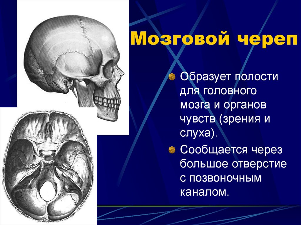 Кости черепа относятся к костям. Мозговой отдел черепа анатомия. Строение мозгового отдела черепа. Строение костей мозгового черепа.