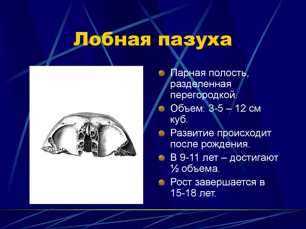 Лобная пазуха. Стенки лобной пазухи анатомия.