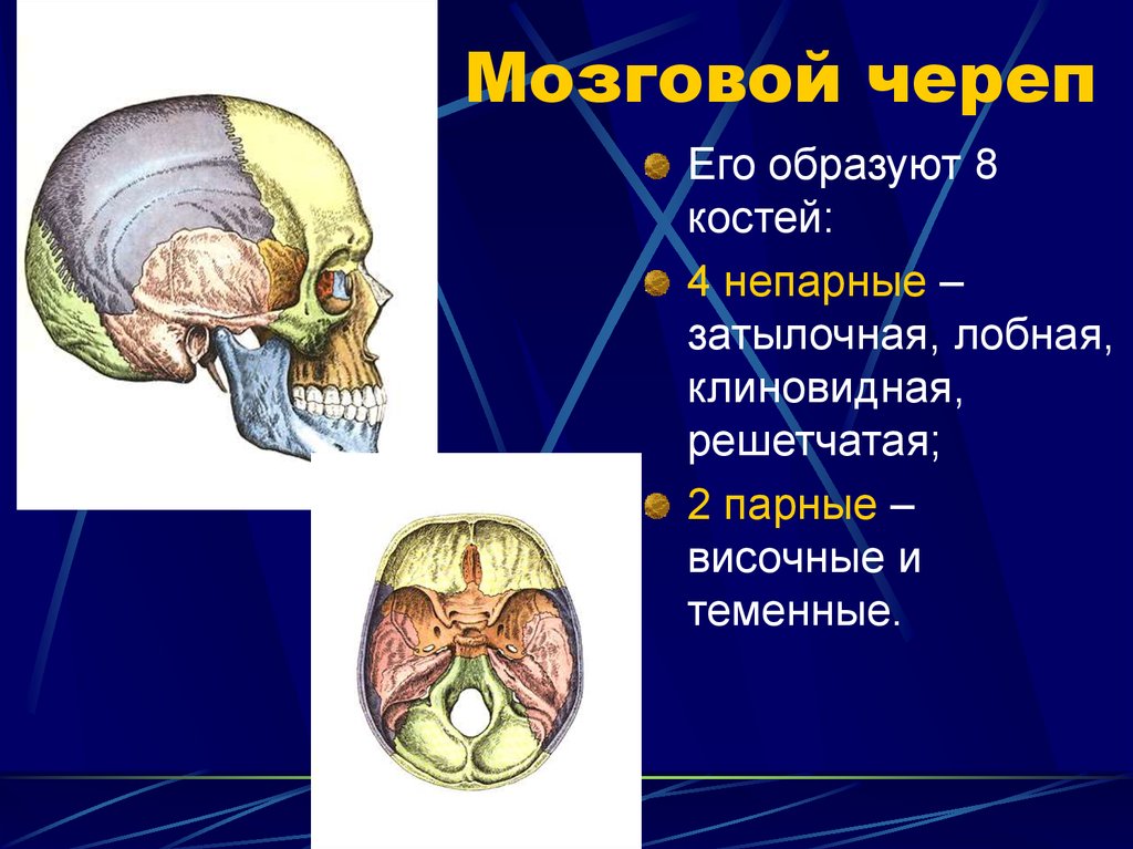 К мозговому отделу черепа относятся кости