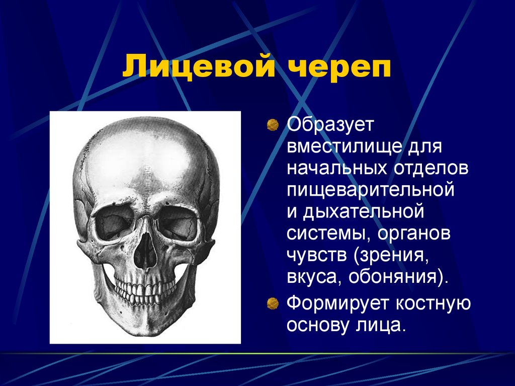 Лицевая кость. Кости лицевого отдела черепа функции. Лицевой череп. Лицевой скелет черепа. Скелет головы лицевой череп.