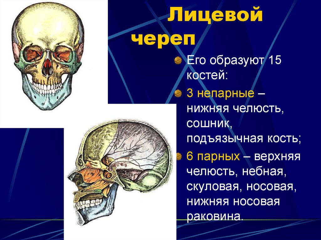 Назови кости черепа. Кости лицевого отдела черепа сбоку. Воздухоносные кости лицевого отдела черепа. Строение костей лицевого отдела черепа анатомия. Лицевой отдел черепа кости его образующие.