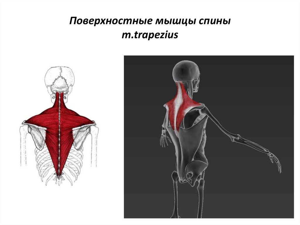 Поверхность мышцы. Поверхностные мышцы спины. Трапезиус мышца. Картинки мультипликация поверхностные мышцы спины. Релиз подзатылочных мышц.
